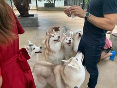 -TrueLove @ Neverland (Husky Cafe)