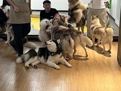 -Husky Go! 哈士奇体验馆·宠物咖啡厅狗咖