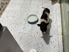 -上海大自然野生昆虫馆(东方明珠·爬宠昆虫探索中心)