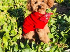 -芭比堂动物医院·犬猫全科·异宠专科(雁塔分院)