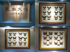 -上海昆虫博物馆