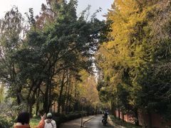 -陈麻婆豆腐(旗舰店)