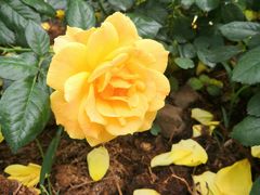 -人民公园(罗湖区)