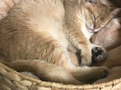 -东方名猫馆·英短金渐层布偶猫舍(环线广场1号楼店)