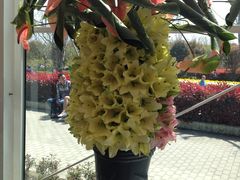 -上海鲜花港