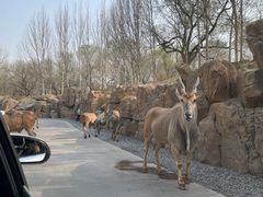 -北京野生动物园