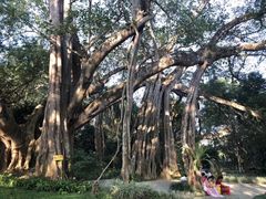 -瑞丽独树成林风景区