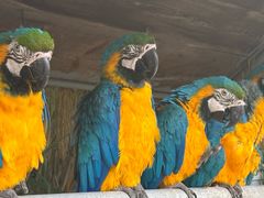 -西霞口神雕山野生动物世界