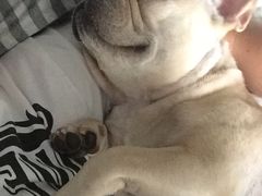 -八公叔叔宠物美容连锁(春申店)