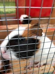 -萌宠亲子动物乐园(槐房万达店)