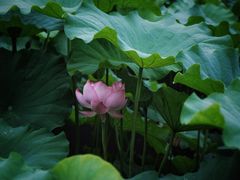 -陈家山荷花公园