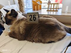 -藏猫猫咖啡主题馆(中央大道店)