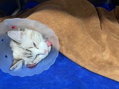 -佑安动物医院·全科·内窥镜中心(幸福巷店)