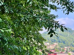 -南山植物园