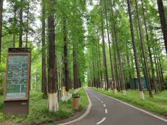 -黄海国家森林公园