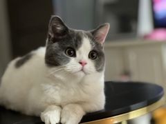 -lincat·猫舍(广州店)