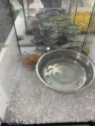 -神奇动物撸宠馆·羊驼·小浣熊·异宠(豫园店)