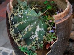 -园林美食城·本土农家菜(杨和镇店)