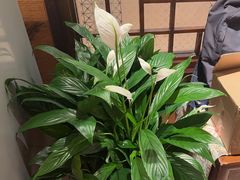 -西贝(六里桥旗舰店)
