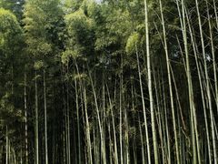 -杭州植物园