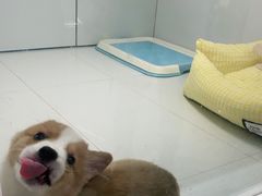 -1013 PET SHOP精品宠物商店(丁香店)