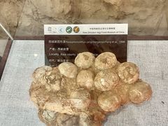 -中国西峡恐龙遗迹园