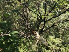 -北京西山国家森林公园