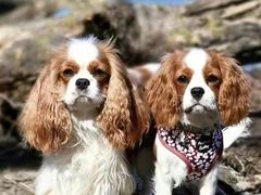 -萌宠之家·腊肠犬·马尔泰·小体犬舍