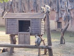 -上海野生动物园