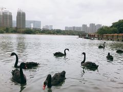 -五缘湾湿地公园