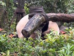 -陈麻婆豆腐(旗舰店)