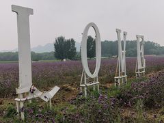 -北京东方普罗旺斯薰衣草庄园