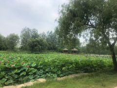 -日照海滨国家森林公园