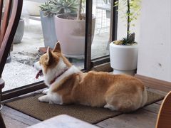 -肥朵食堂(带梦胡同店)