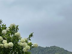 -径山花海