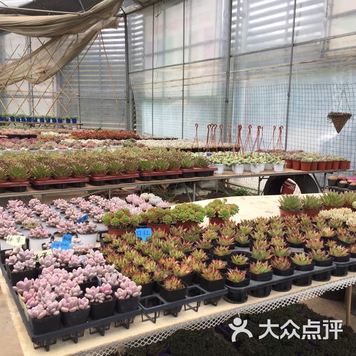 昆明盆花苗木种植批发基地2期市场