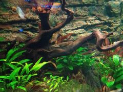 -芜湖新华联大白鲸海洋公园