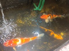 -汕头八合里海记牛肉店(清河店)