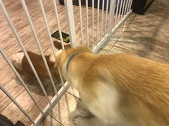 -百好乐宠物友好餐厅(朝外大街店)