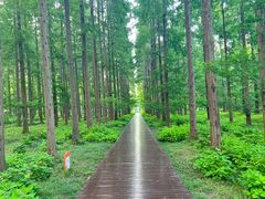 -黄海国家森林公园