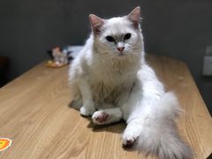 -藏猫猫咖啡主题馆(中央大道店)