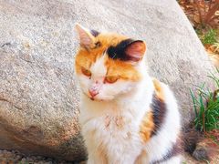-西安大兴善寺