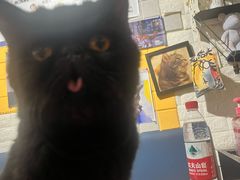-平行世界·猫咖(首经贸店)