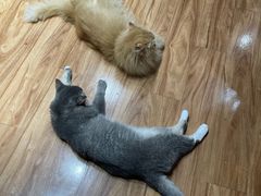 -MOCHA明星猫咖(田子坊店)