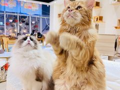 -藏猫猫咖啡主题馆(中央大道店)