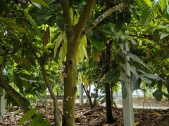 -歌斐颂巧克力小镇