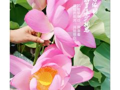 -滕州微山湖红荷湿地景区