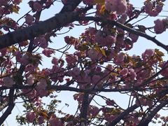 -高东镇樱花园