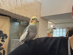 -吉丁鸟咖·异宠·寄养