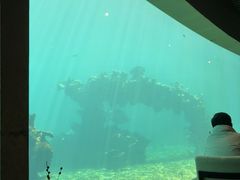 -海棠湾洲际-涛·海底餐厅·美人鱼·自助餐·海底隧道